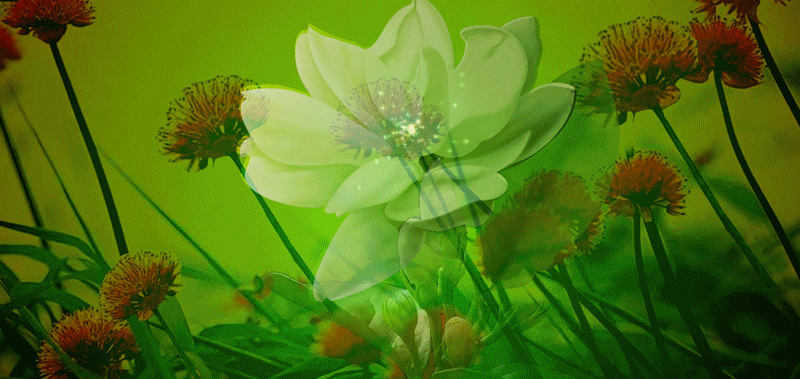 【神都诗社】龙门诗苑017期《茉莉花》（图9）