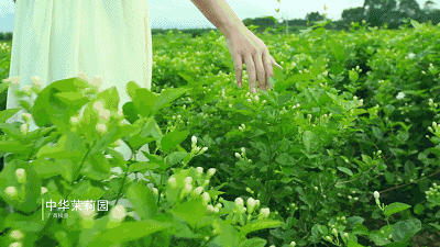 【神都诗社】龙门诗苑017期《茉莉花》（图18）