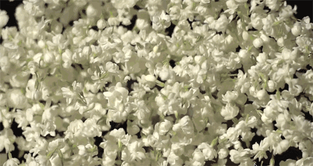 【神都诗社】龙门诗苑017期《茉莉花》（图17）