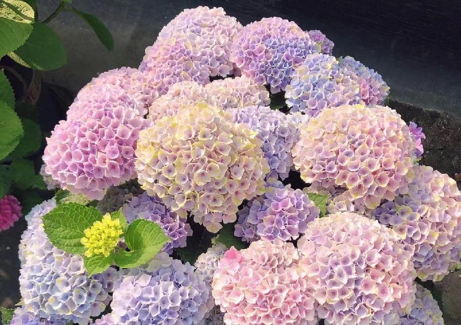 绣球花100 绣球花100