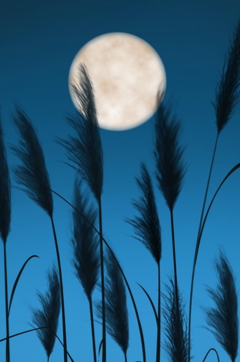 【新山东文学社】《夏夜寄怀》作者/樊志刚 主播/鲁怡秀凤(图5)