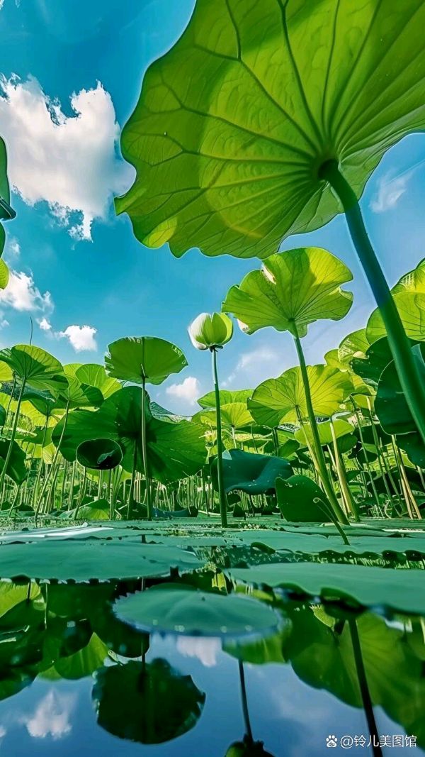 聆听 ‖ 弘华朗诵《寻一份清凉》作者/张景林（图7）