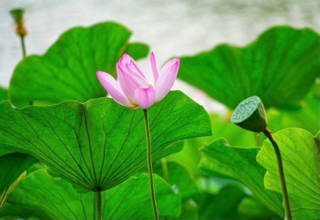 【诗歌大观】这么热，你淡定从容||文/秦志红（图3）