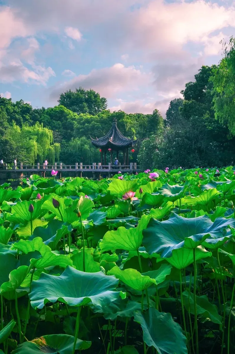 神经导能疗法：带来健康革命——运用神经导能疗法帮助亲友赢得广泛赞誉（文/王保江）……莲叶之珠文学社（图4）