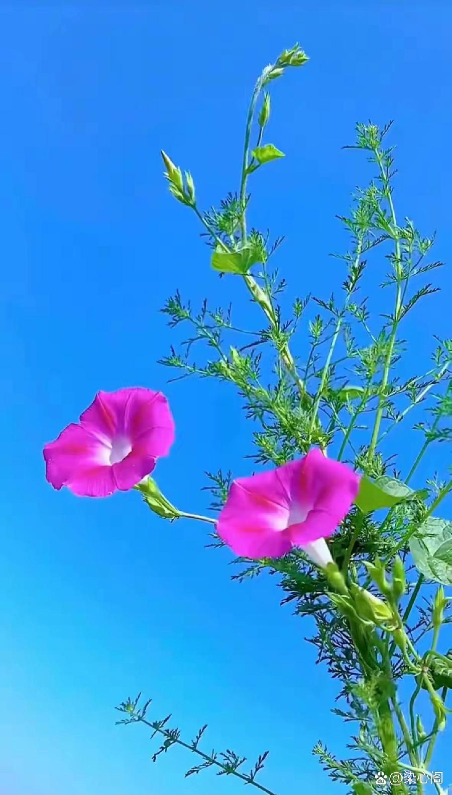 【中华好诗词】分享（江苏南京）优秀诗人方少春老师《七律·残荷吟》五首请欣赏（图20）