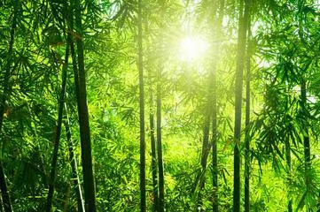 七绝·竹林漫步（文/冯清明）……莲叶之珠文学社（图5）