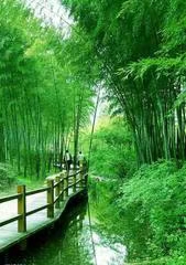七绝·竹林漫步（文/冯清明）……莲叶之珠文学社（图6）