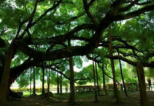 驮着记忆里的承诺林水火（福建）（图4）