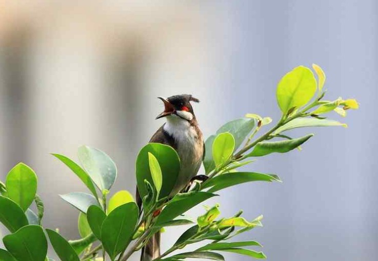 《窗外小鸟》赏析（图3）