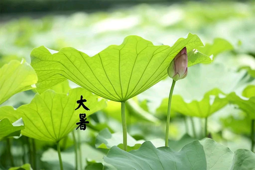 大暑节令感吟金夜（兰州）（图3）