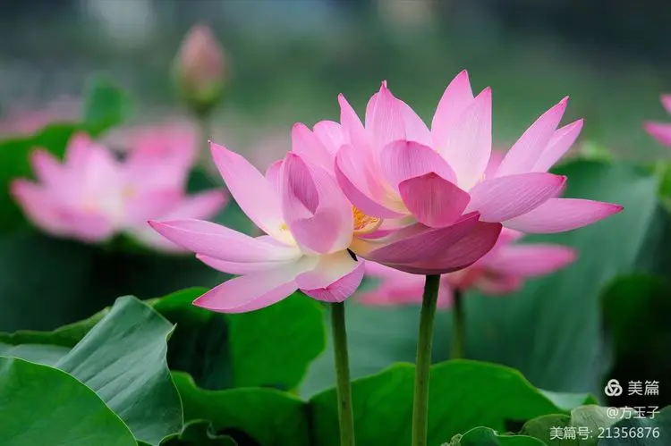 【中华荣耀（赏评）】荔月吟（7首）文/尹玉祥（图2）