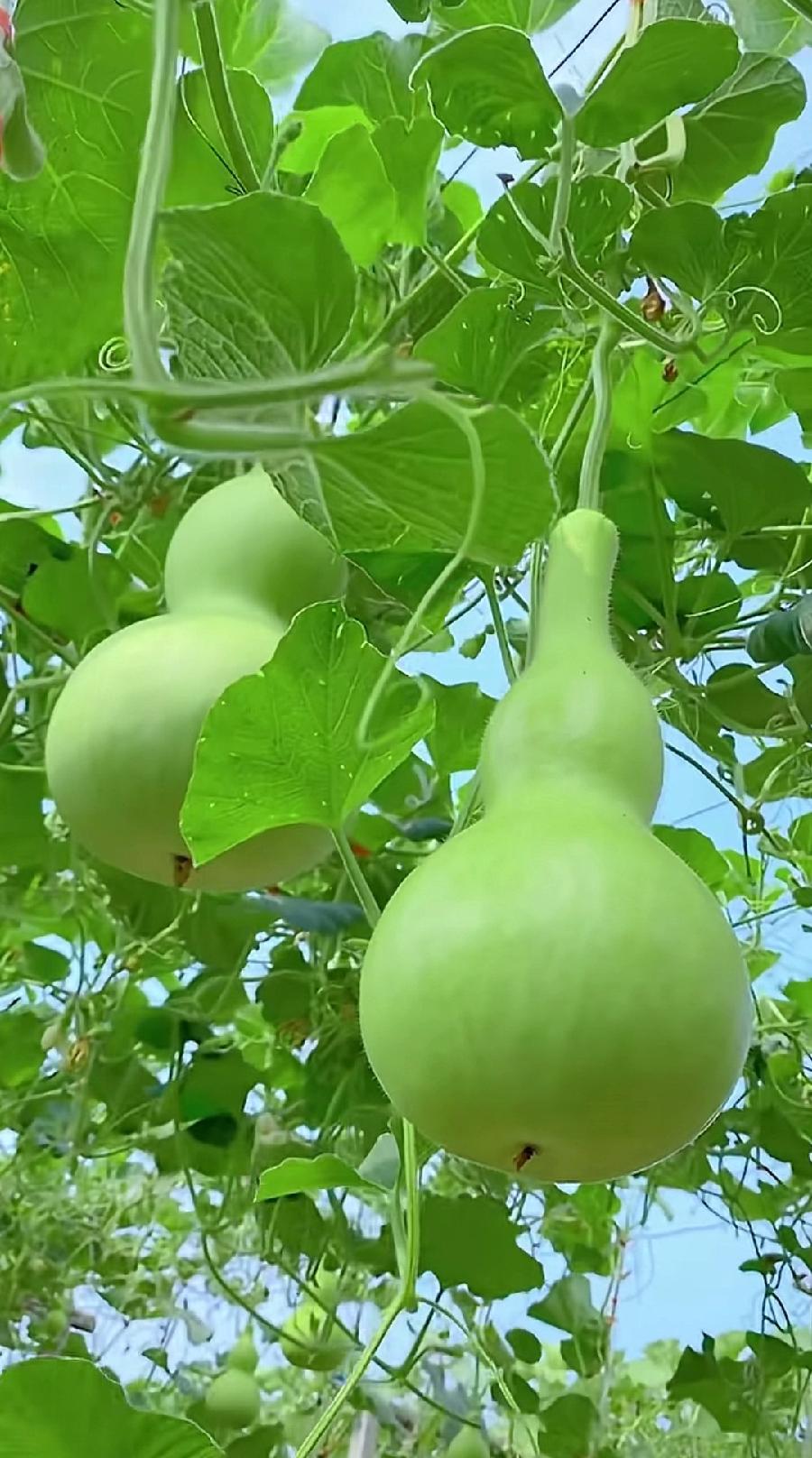 七绝-晚晴（外两首）诗||马文智（图17）