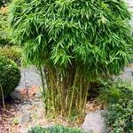 七绝·孝竹（文/冯清明）……莲叶之珠文学社