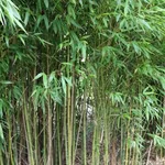 七绝·孝竹（文/冯清明）……莲叶之珠文学社（图4）