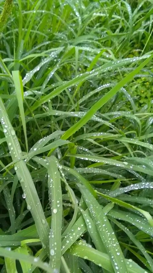 欣赏郑金波老师自由诗·《雨的诗意》（图3）