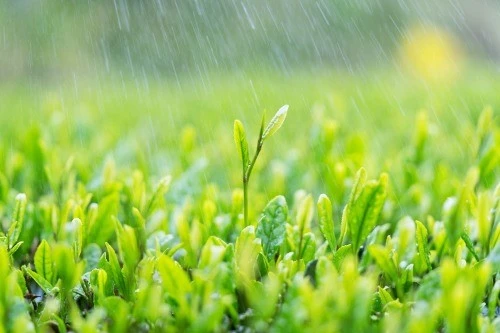 欣赏郑金波老师自由诗·《雨的诗意》（图5）