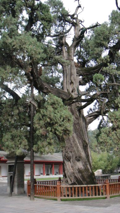 粤韵京华（诗词文学社）浮屠采风行（一）赞李蘅石作者/朱美江（图5）