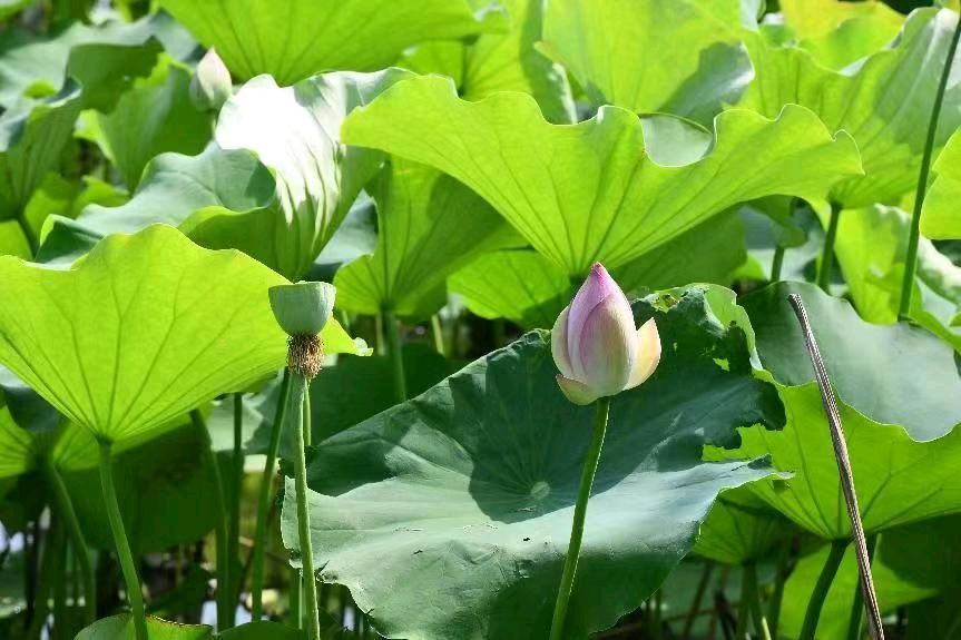 【荣耀中国】呼和浩特分社南山翁诗词欣赏（图4）