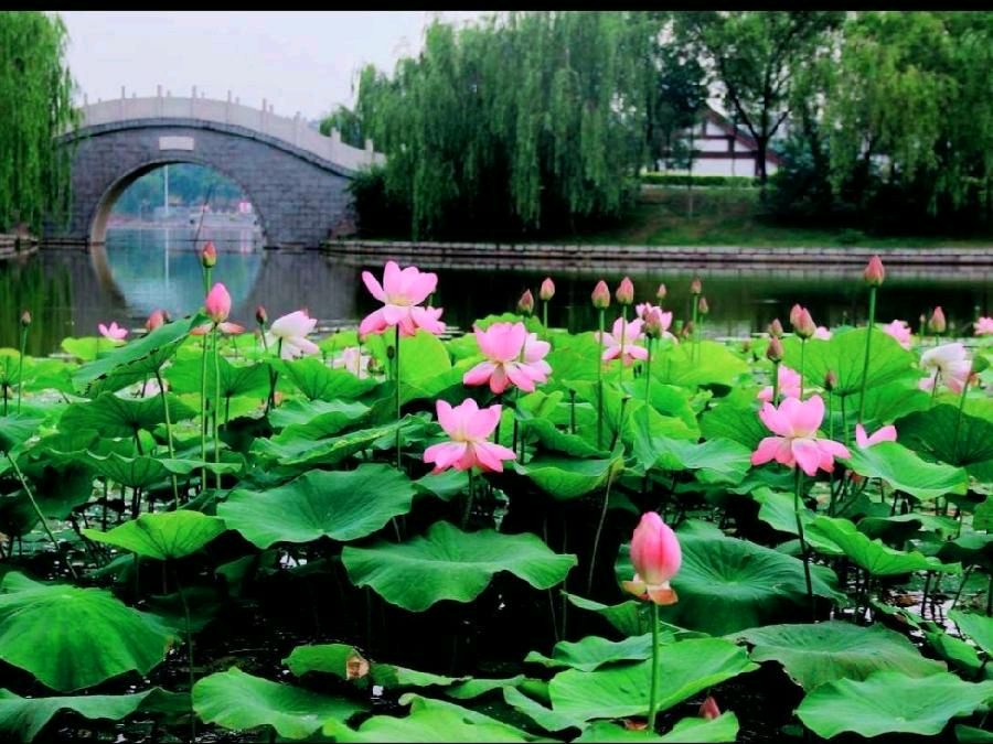 《许峰诗歌研究院》《读许峰诗感悟三十至三十九》文/梅园【总第154期】（图2）