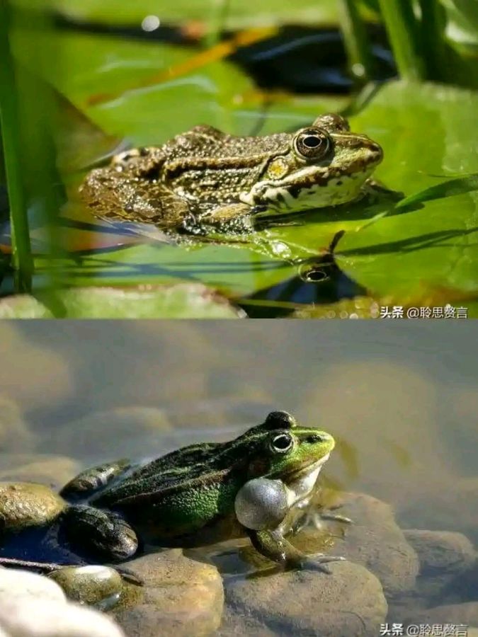 七律·大暑 作者/卓顺贵（图5）