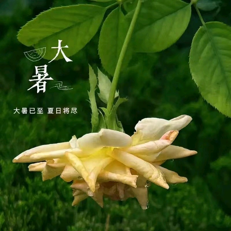《九江文学社：北京头条》《甲辰大暑节气》专刊（图27）