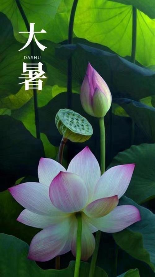 大暑有感-文：山妹子（北京）新太空诗社【世界诗人名人展】10165期（图3）
