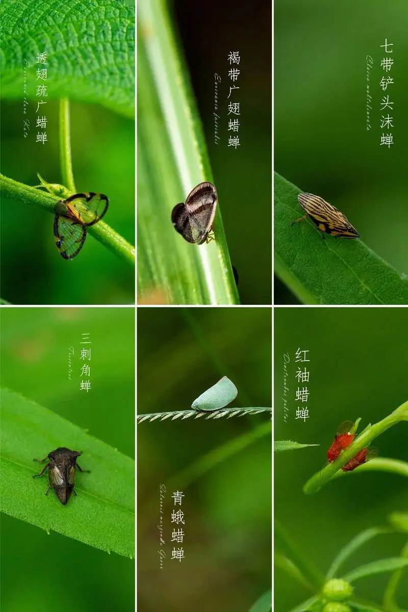 五绝-咏蝉～诗||王政（图14）