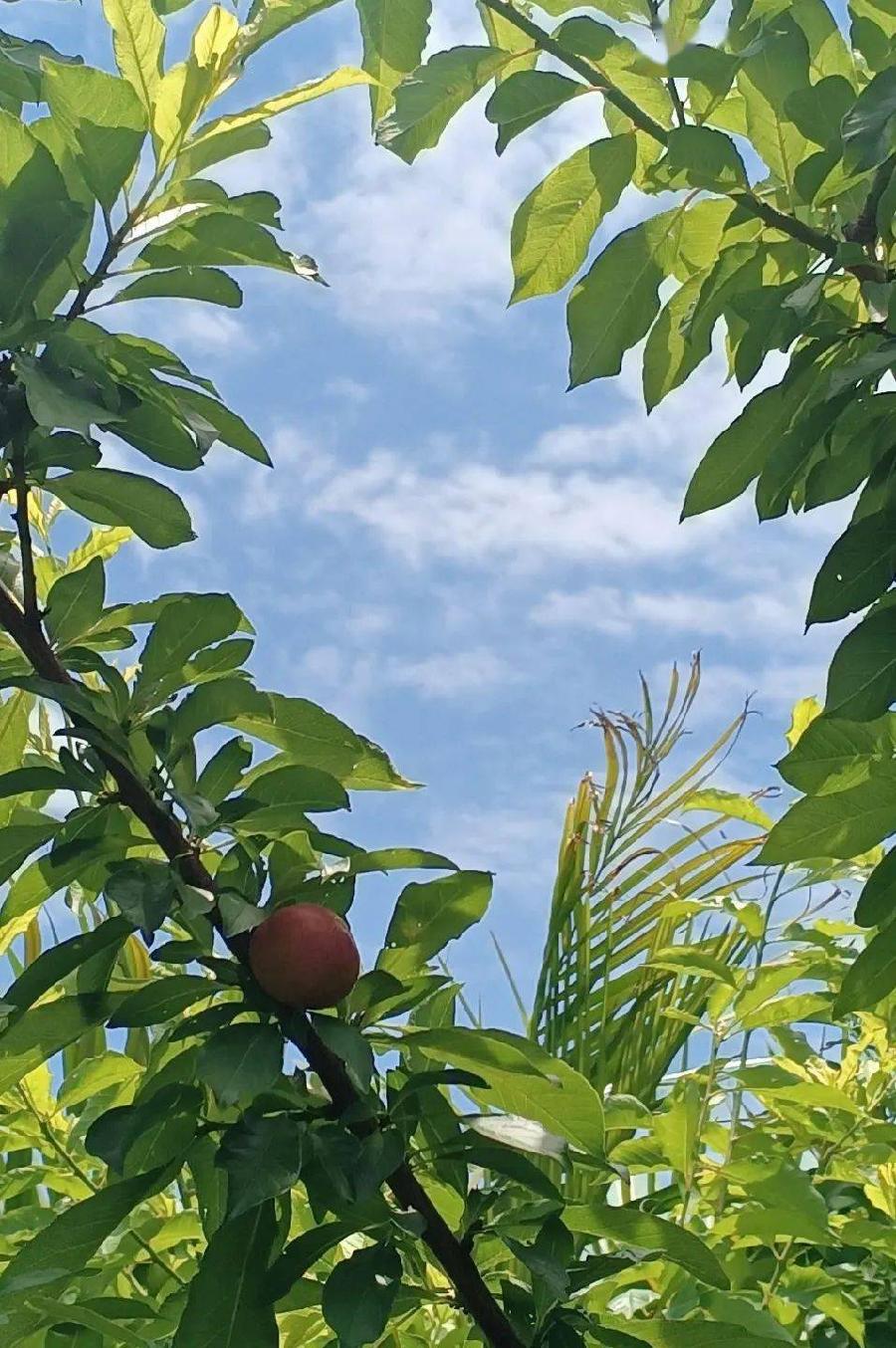 夏日芬芳胜春潮（外一首）诗||李永康（图8）