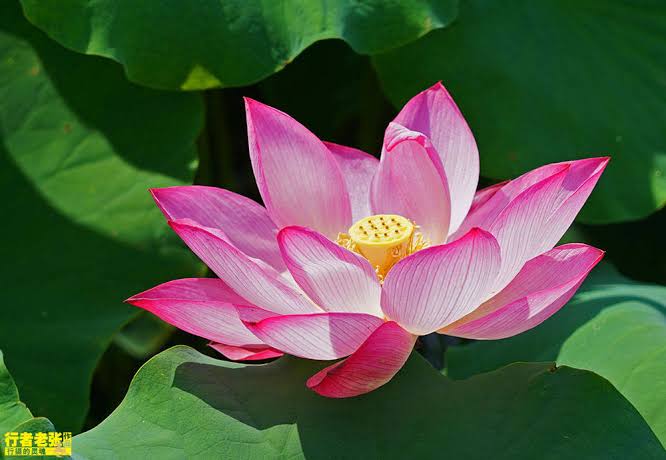 灵犀诗文乐园联诗.荷（图7）