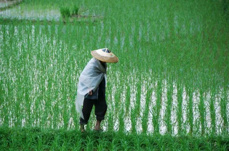 请欣赏朱海明老师的作品《六月连雨吃饱饭》编辑//海纳百川【中国长江文学社】有声文学平台【第9477期】（图3）