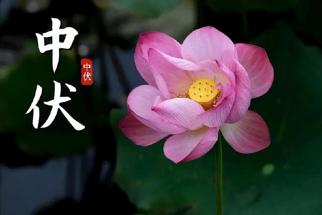 中伏有吟（新韵）金夜（兰州）（图3）