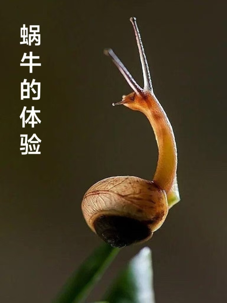 蜗牛的体验——为摄影作品配诗～诗||李耀文（图9）
