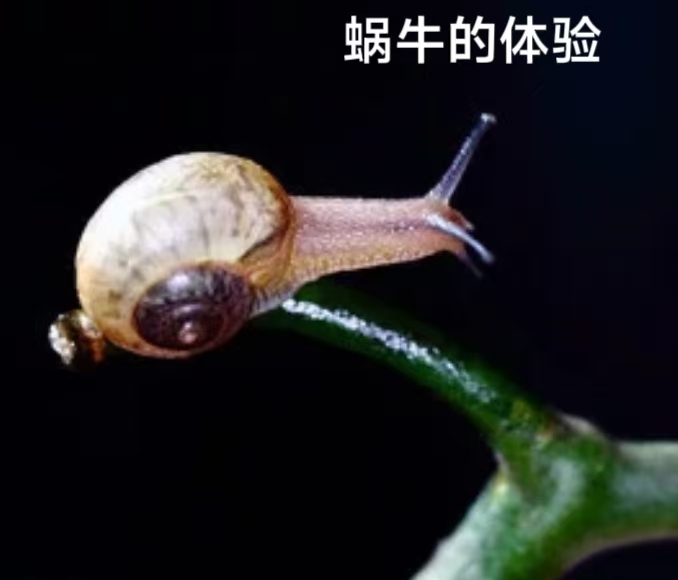 蜗牛的体验——为摄影作品配诗～诗||李耀文（图14）