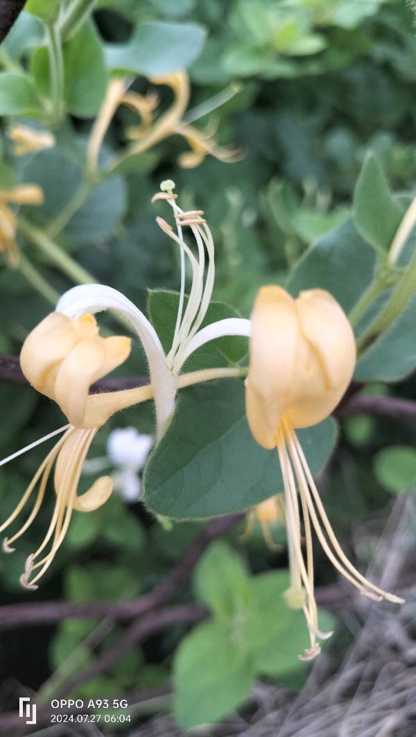 金银花