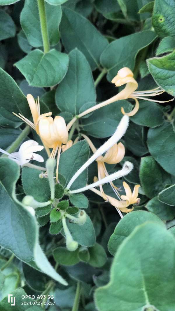 金银花（图2）