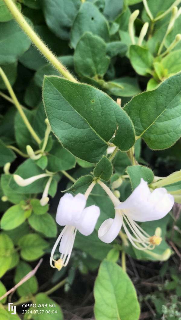 金银花（图3）