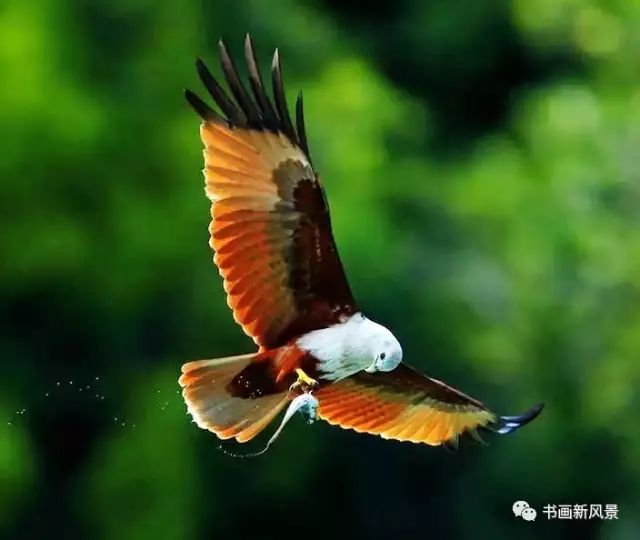 【名家精品】无序的断章//曹志杰（思归会长）//都市头条（图10）