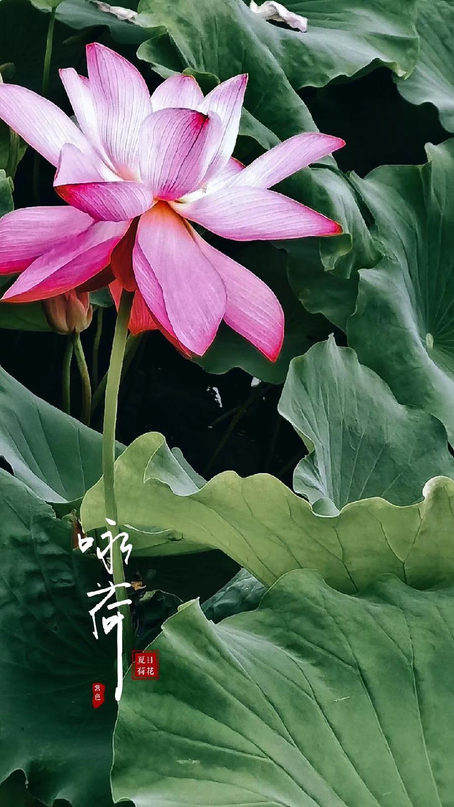 七绝-咏荷（外一首）诗||真诚（图8）