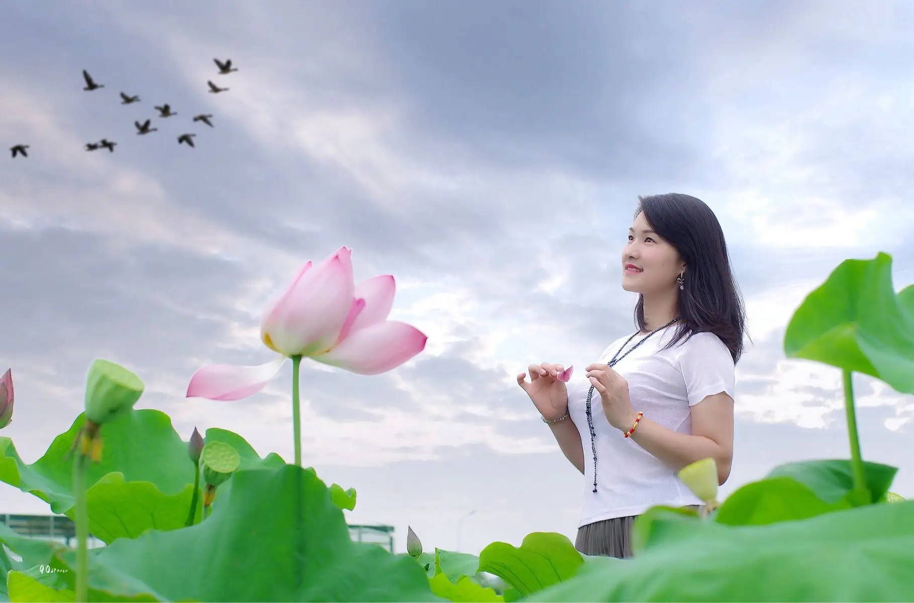 七绝-咏荷（外一首）诗||真诚（图14）