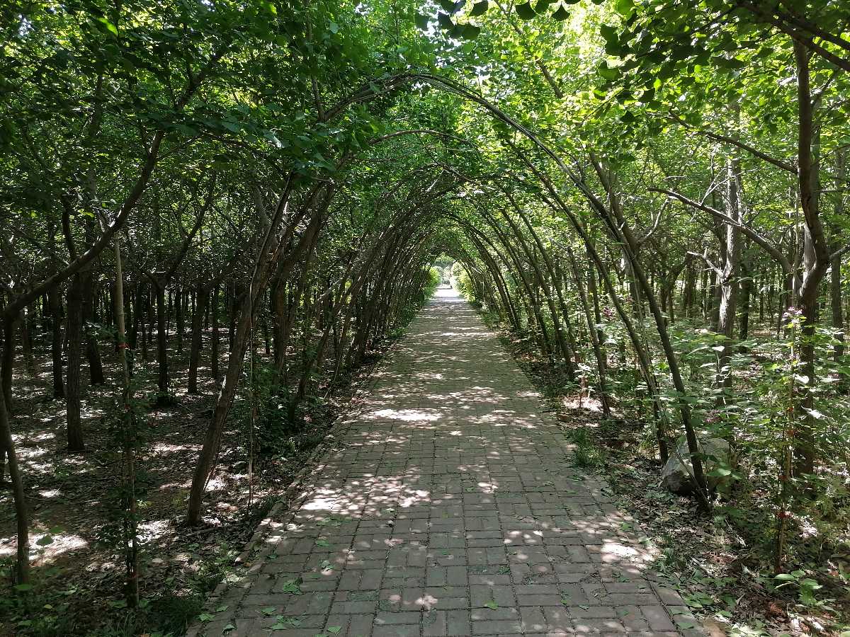 飘零的花（外一首）（图2）