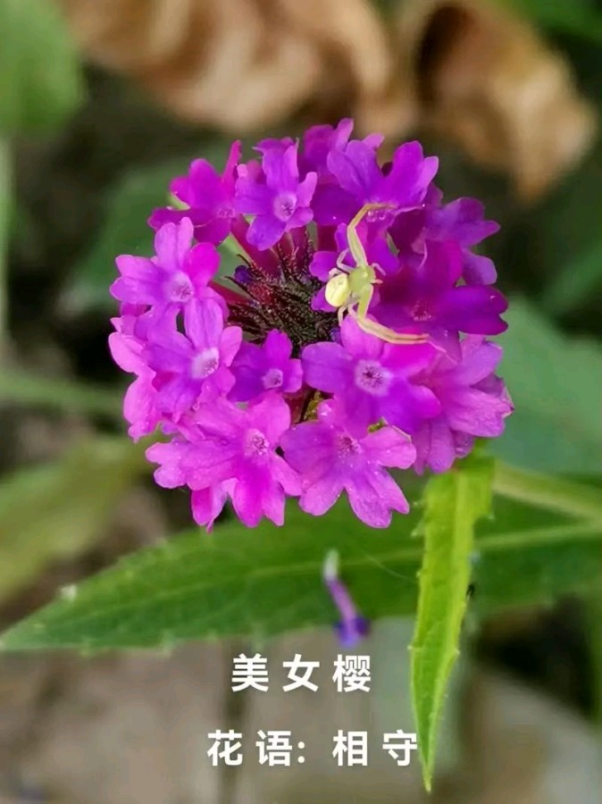 《许峰诗歌研究院》诗词歌赋精选【总第167期】（图9）