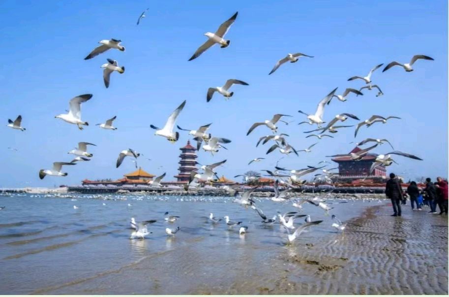 【名家风采】威海之旅（外三首）//作者:风华依旧//《诗满华夏》征稿//都市头条（图8）