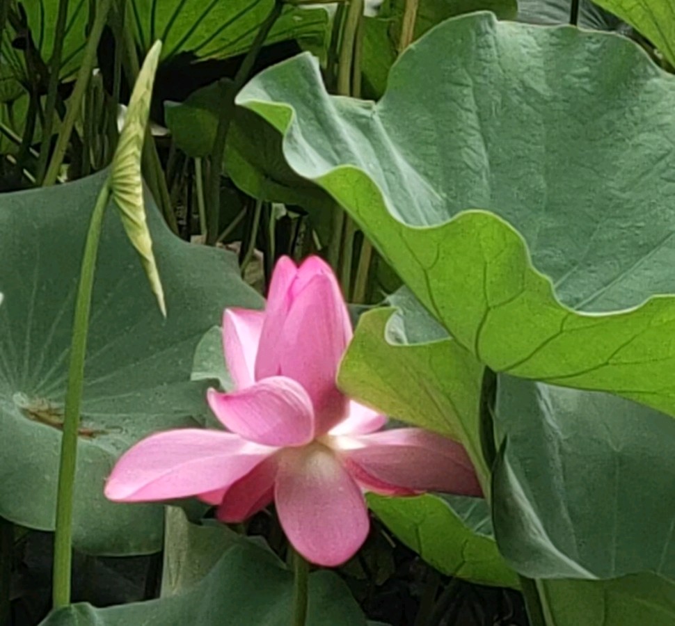 《別了，军中的绿花》（图2）