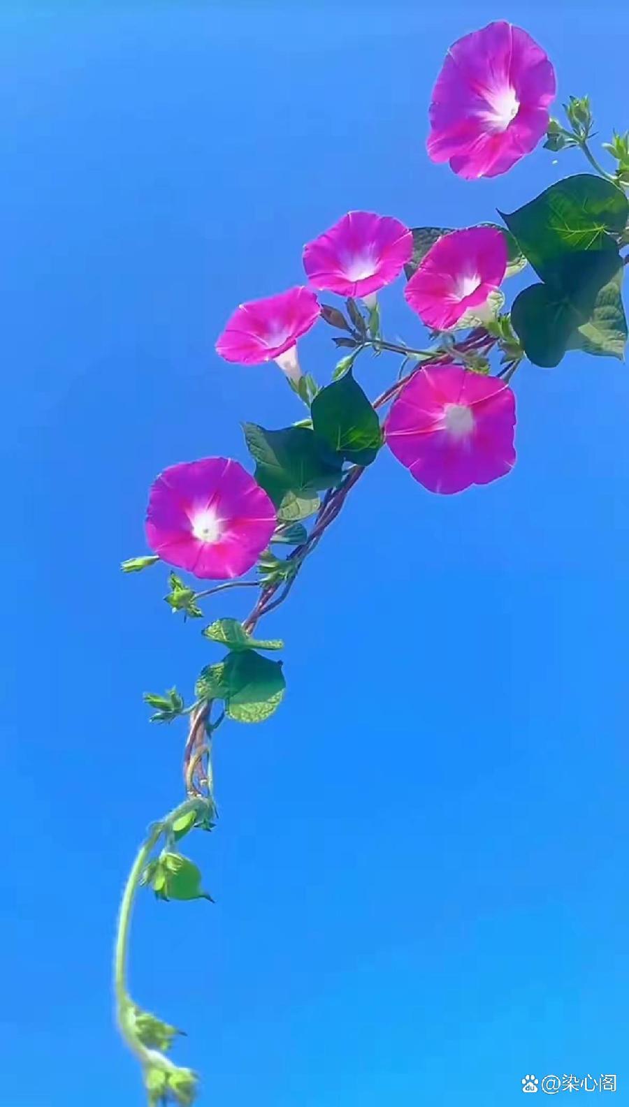 【中华好诗词】分享（湖北）优秀诗人蔡学伦老师《祝贺中国人民解放军建军97周年》请欣赏（图18）
