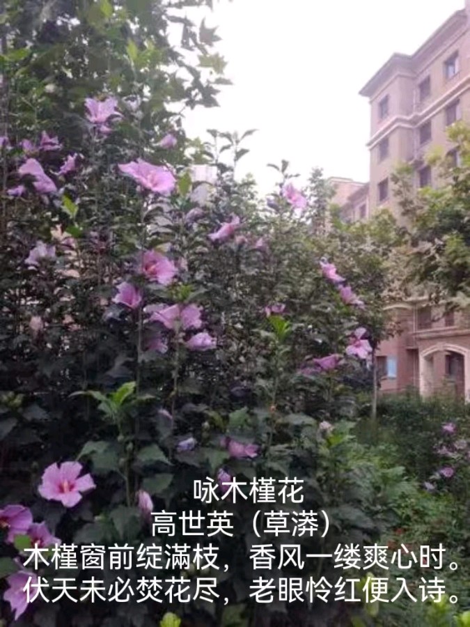 咏木槿花 高世英（草漭）（图5）