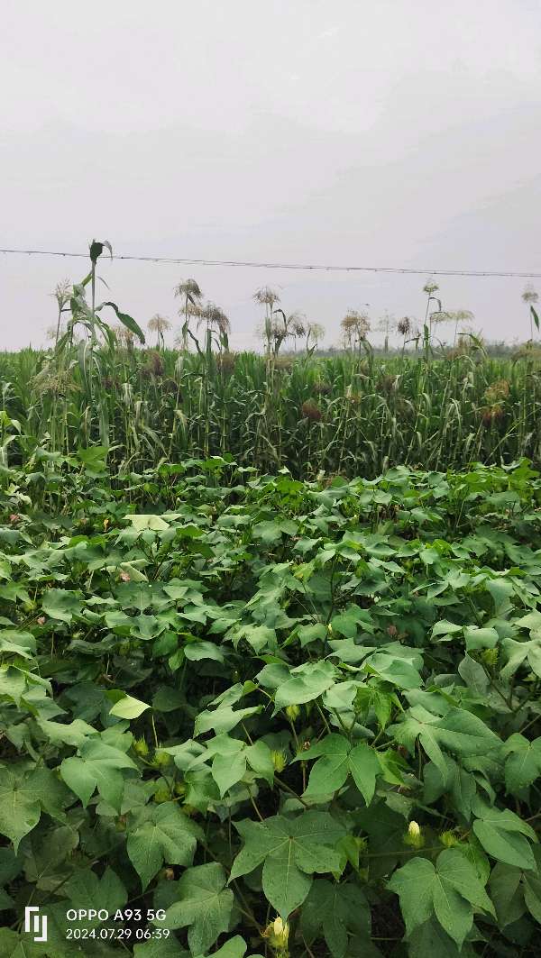 最后的七月·田园(组诗)（图16）