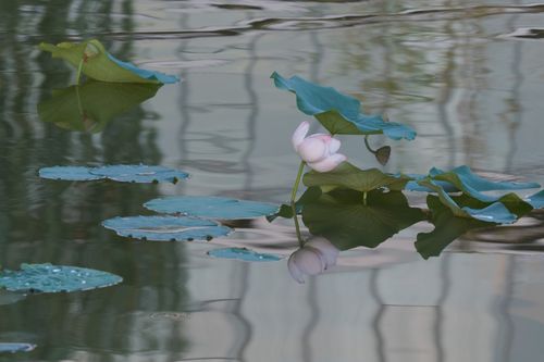 《临屏写诗*夏天的寂静》作者:参与诗友【华人诗者联盟】（图8）