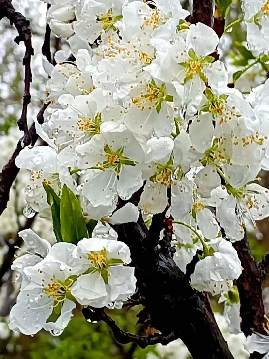 ［一个人的树洞］知道上甘嶺戰役有多慘烈嗎（文/悬泉置）……莲叶之珠文学社（图17）
