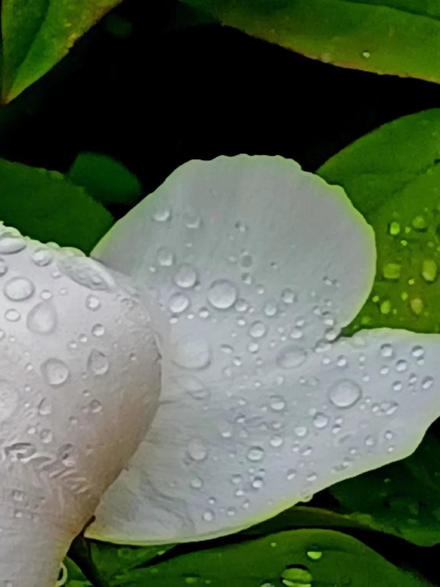 ［一个人的树洞］知道上甘嶺戰役有多慘烈嗎（文/悬泉置）……莲叶之珠文学社（图22）