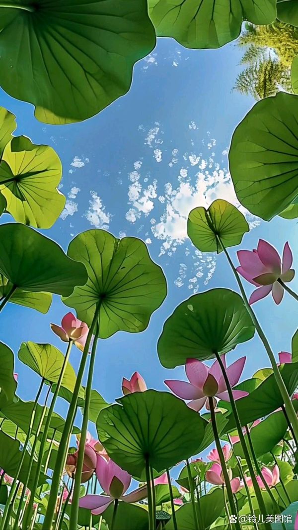 聆听 ‖ 琦琦赵朗诵《火热的七月》作者/吴万瑞（图9）